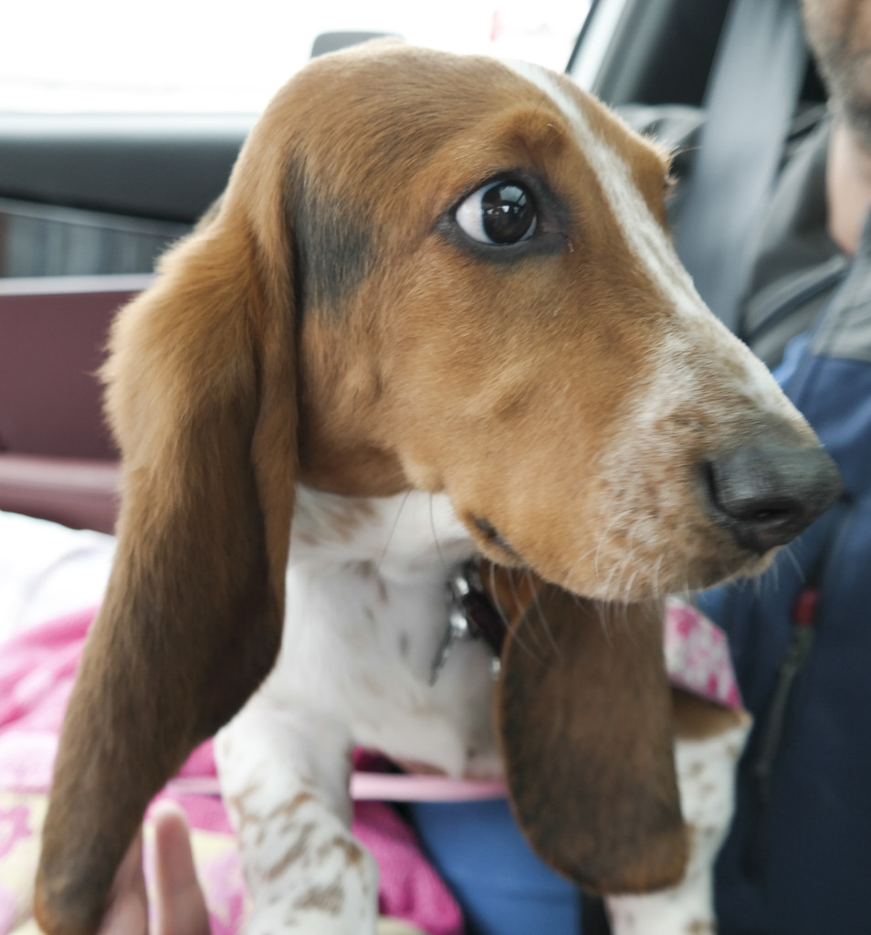 Gala enjoyed many rides in the front seat