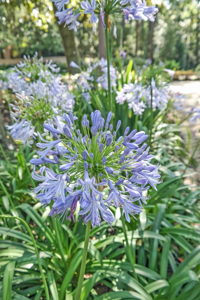 Flowers-at-The-Rienzi-House